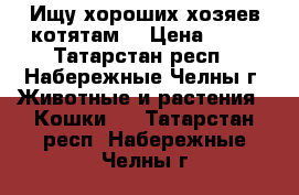 Ищу хороших хозяев котятам  › Цена ­ 10 - Татарстан респ., Набережные Челны г. Животные и растения » Кошки   . Татарстан респ.,Набережные Челны г.